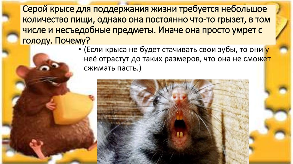 Книга крыса люди. Интересные факты о крысах. Интересные факты о домашних крысах. Сообщение о крысе. Доклад про крыс.