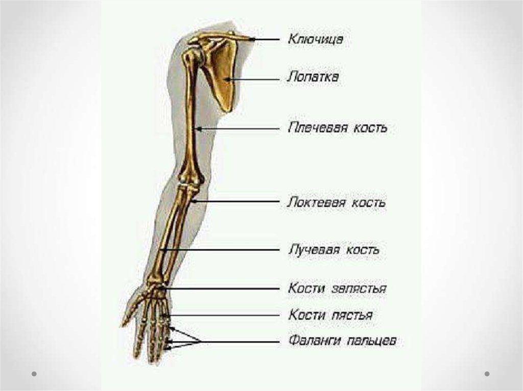 Скелет верхних конечностей скелет плечевого пояса. Кости пояса верхней конечности человека. Кости составляющие скелет верхней конечности. Скелет пояса верхних конечностей (плечевого пояса). Скелет свободной верхней конечности плечевая кость.
