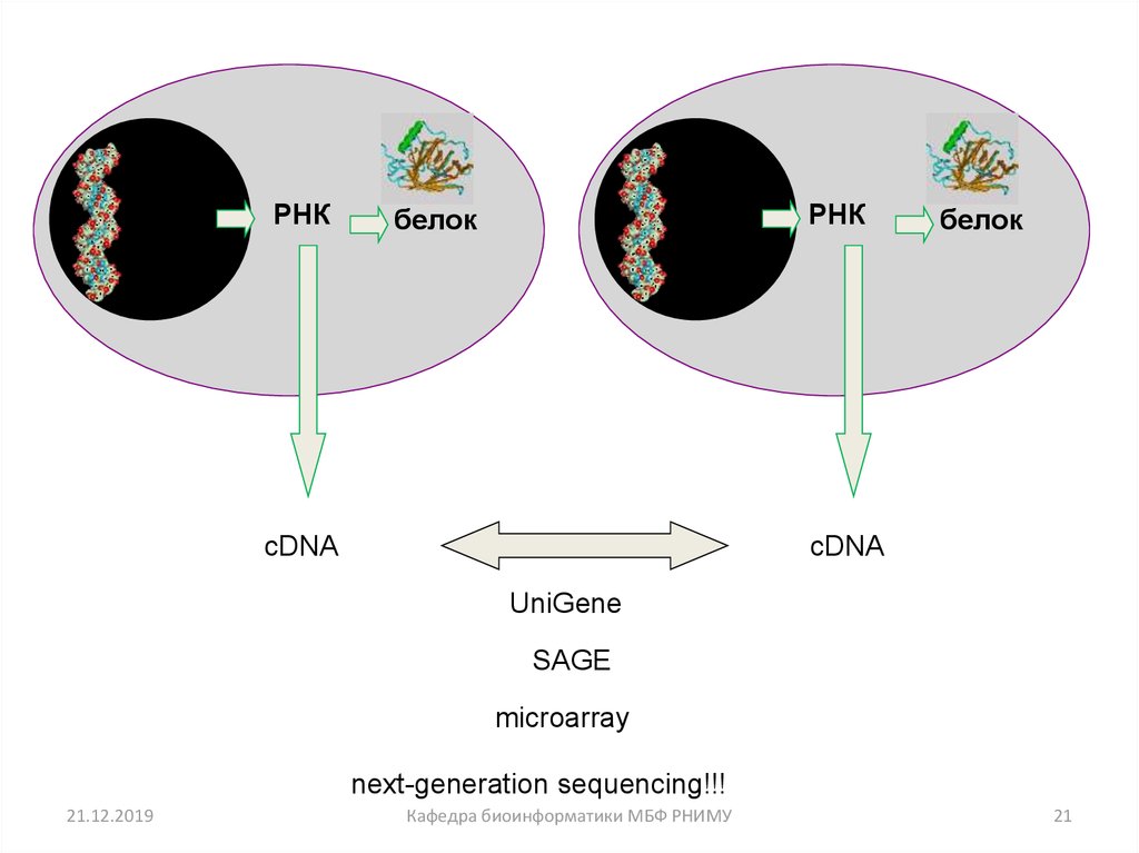Тест днк рнк. Оспа РНК или ДНК. Анализ экспрессии генов биоинформатика. Sage серийный анализ генной экспрессии. Анализ экспрессии генов.