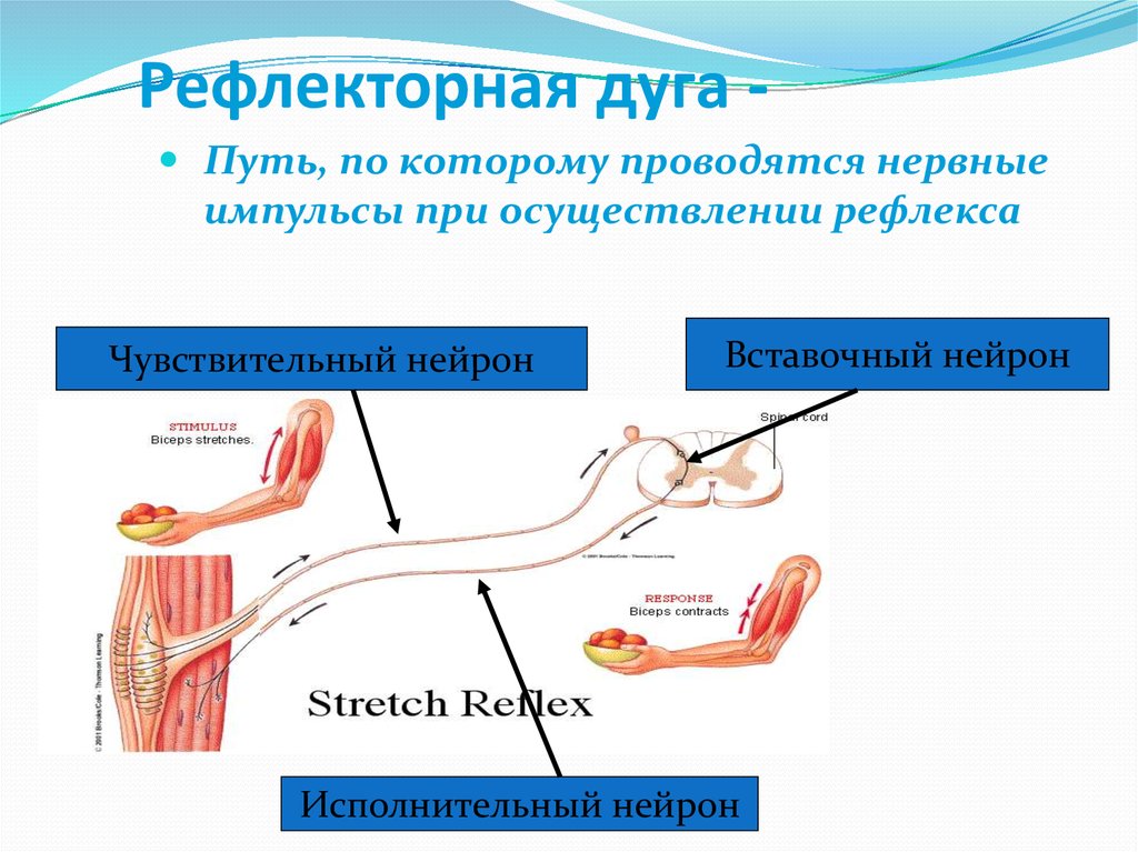 Элементы рефлекторной дуги коленного рефлекса человека