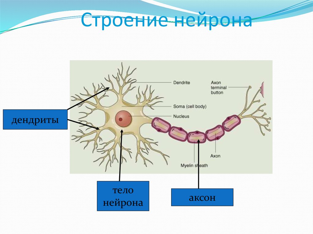 Особенности строения нервных клеток