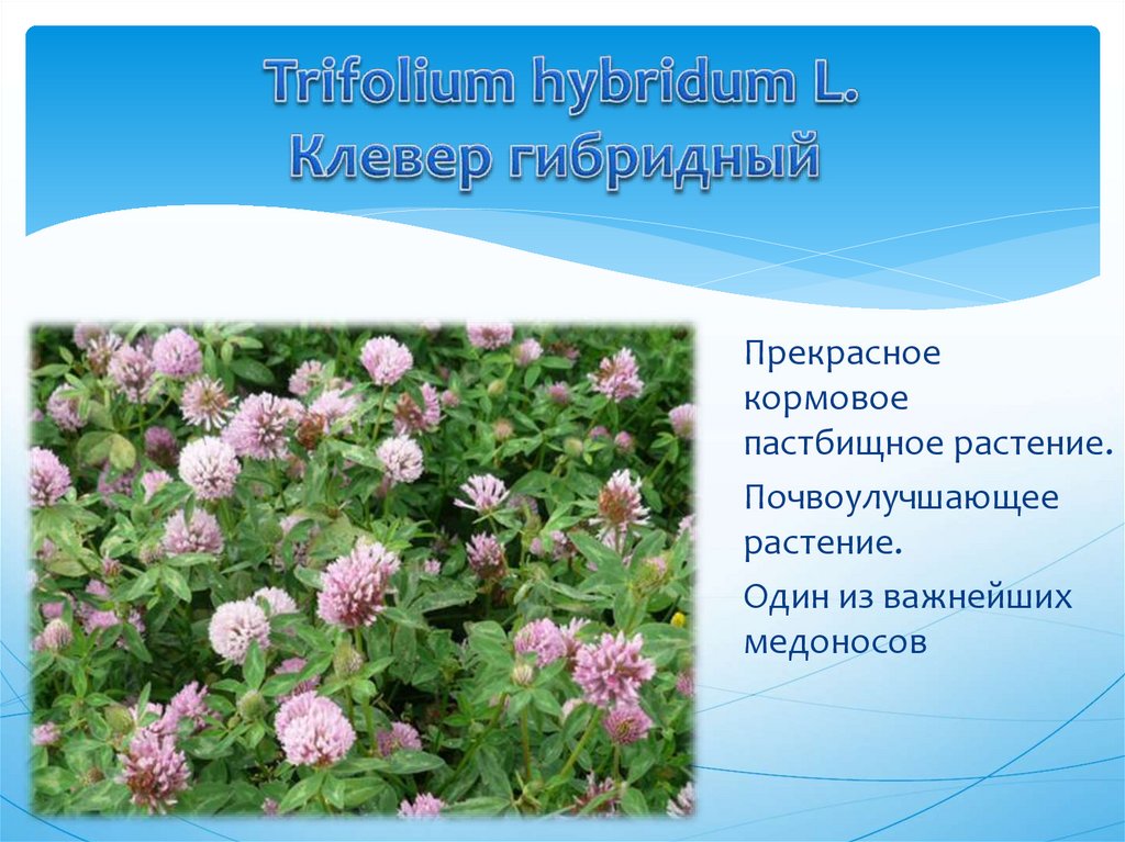 Клевер текст описание. Клевер гибридный описание. Формула клевера гибридного. Форма цветка клевера гибридного. Тип соцветия Клевер гибридный.