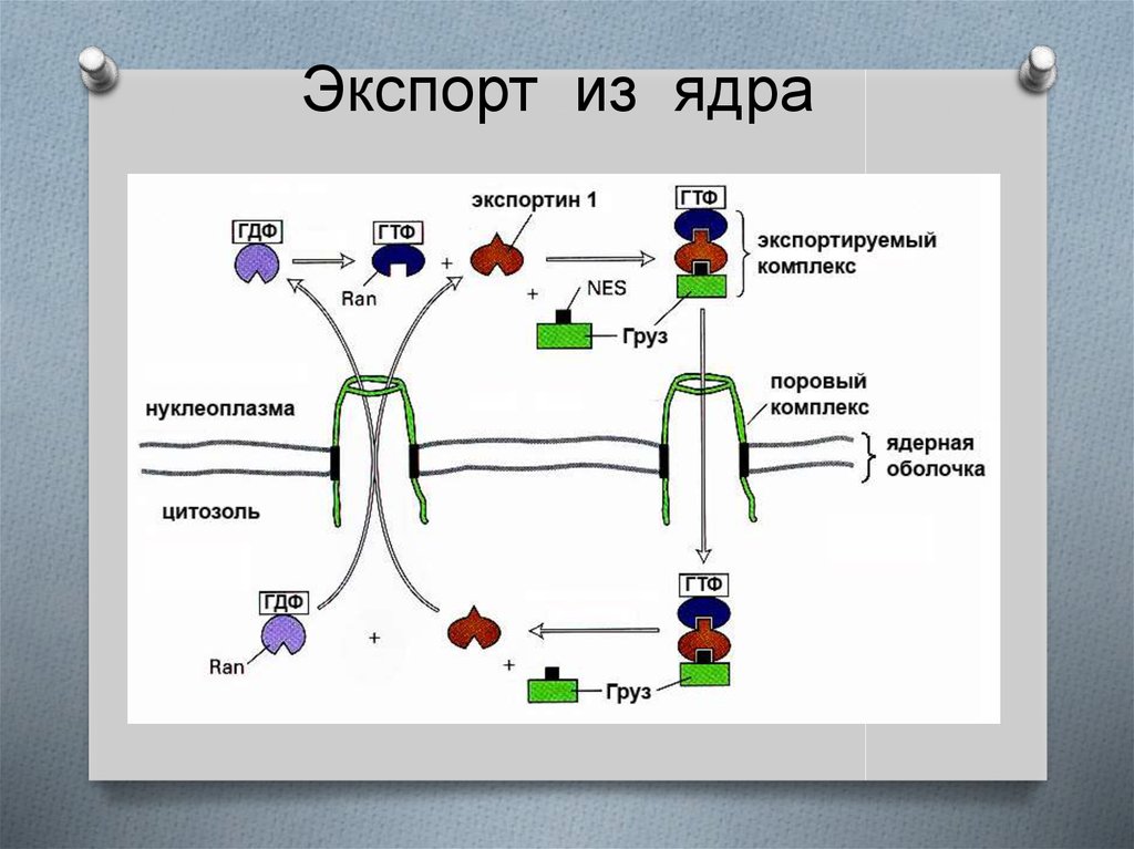 Исчезновение ядерной мембраны