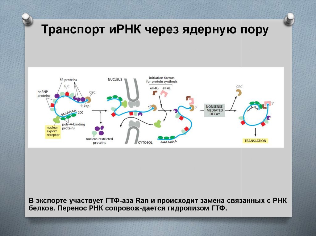 Белки ядерных пор