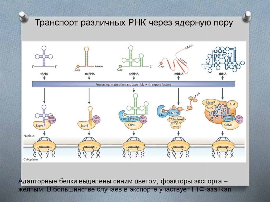 Исчезновение ядерной мембраны