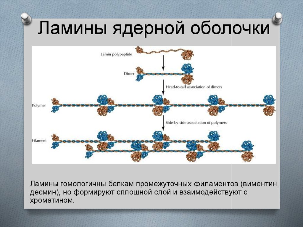 Примеры миграции клеток. Модель ядерных оболочек. Транспорт через ядерную оболочку. Ядерно-цитоплазматическое взаимодействие. Увеличение ядерно-цитоплазматического отношения.