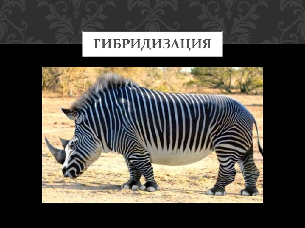 гибридизация