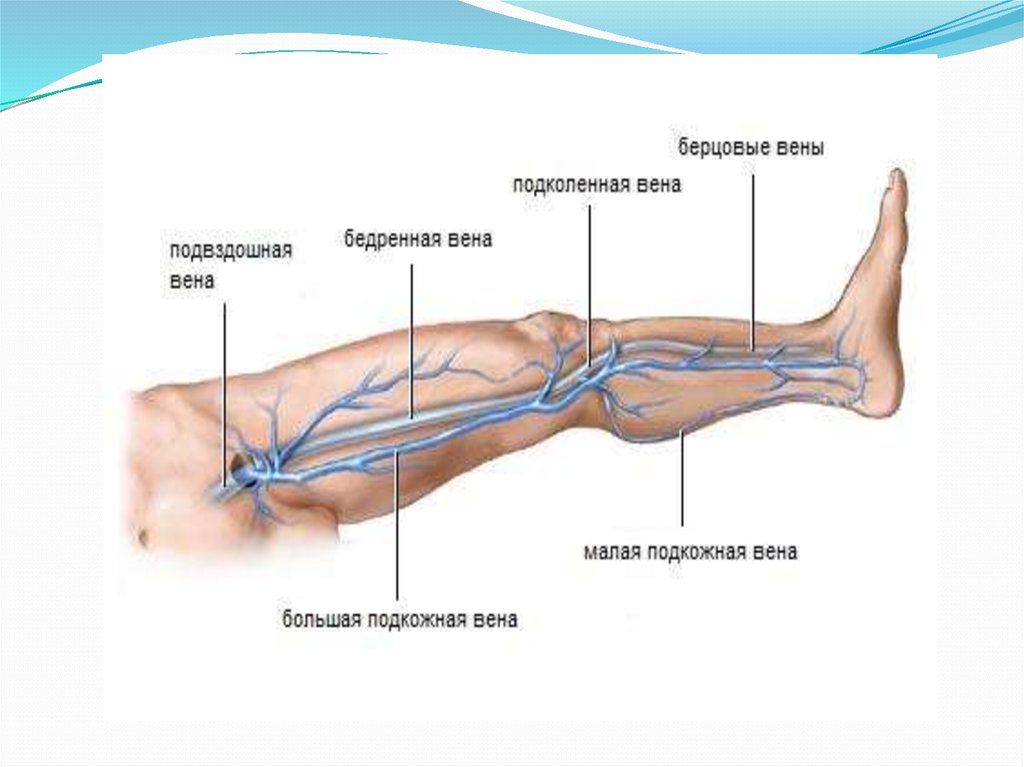 Где находится вена. Подкожные вены нижней конечности анатомия. Подкожная бедренная Вена. Поверхностная бедренная Вена. Поверхностная бедренная Вена анатомия.