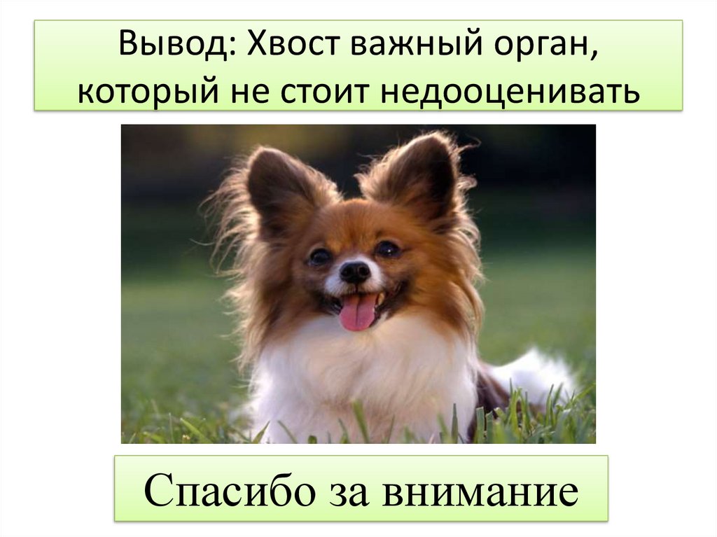 Вывод: Хвост важный орган, который не стоит недооценивать