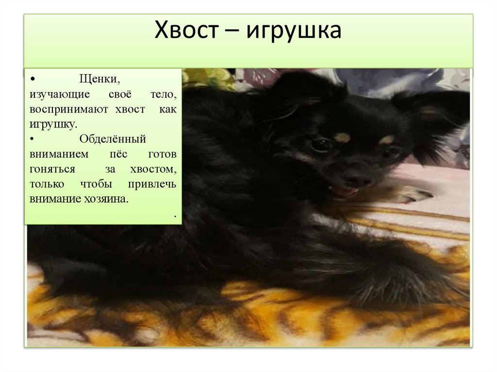 Хвост – игрушка