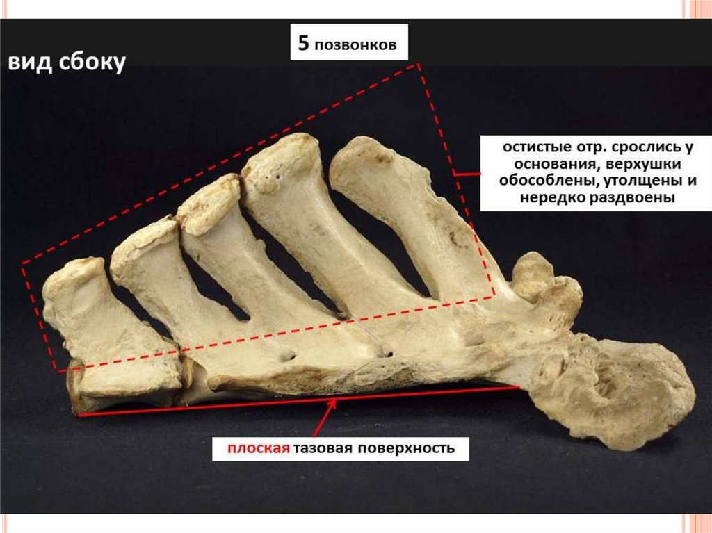 Сросшиеся крестец. Крестцовые позвонки лошади. Крестцовый позвонок анатомия животных. Крестцовая кость анатомия животных. Крестцовая кость собаки.