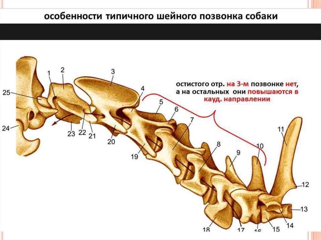 Особенности строения позвоночника собаки. Строение позвонка шейного отдела. Шейный позвоночник собаки вид сбоку. Шейные позвонки животных строение. Скелет кошки 1 шейный позвонок.