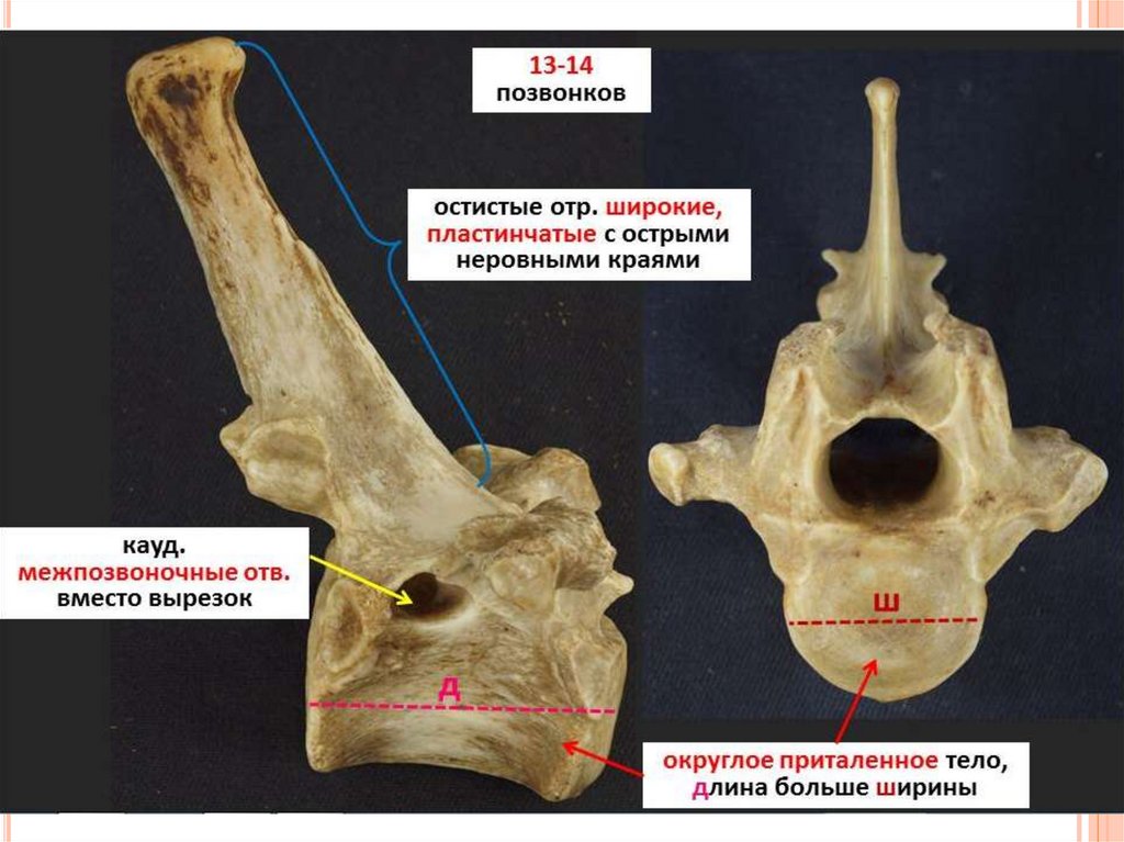 Грудной позвонок. Строение грудного позвонка КРС. Грудной позвонок лошади анатомия. Грудной позвонок анатомия животных. Строение грудного позвонка коровы.