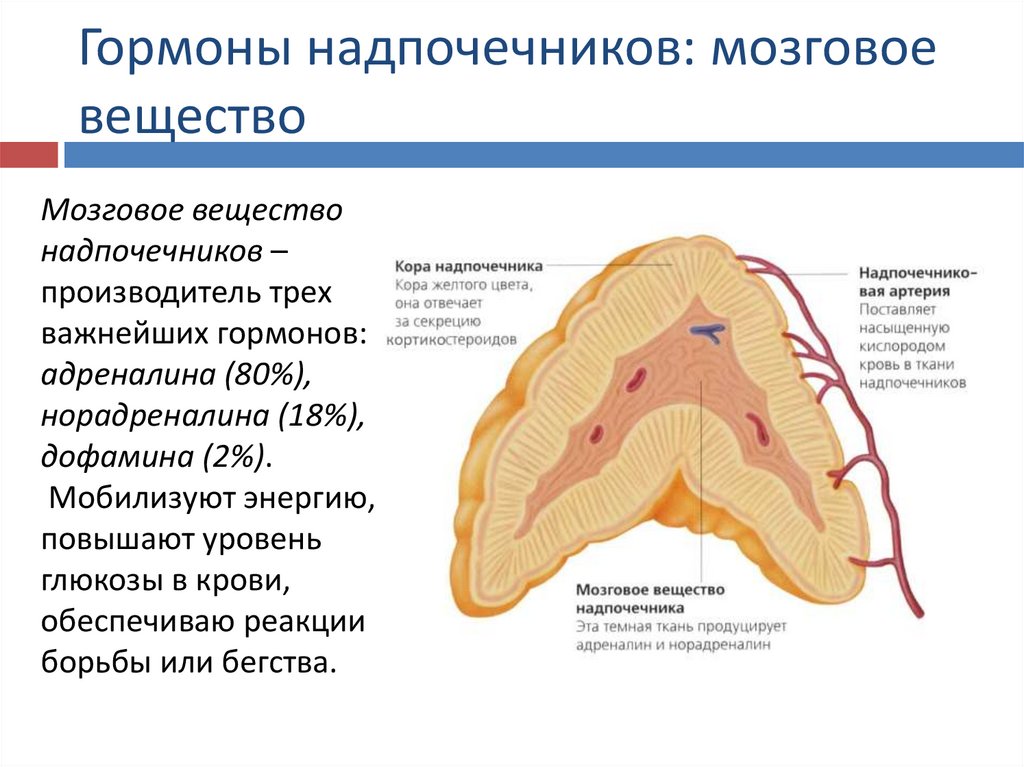 Надпочечник схема