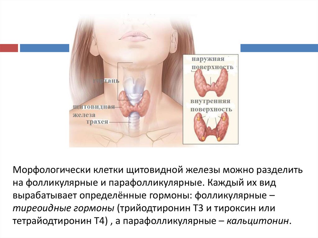 Исследование зоба. Увеличенная щитовидная железа. Основные симптомы заболевания щитовидной железы. Как выглядит щитовидная железа.