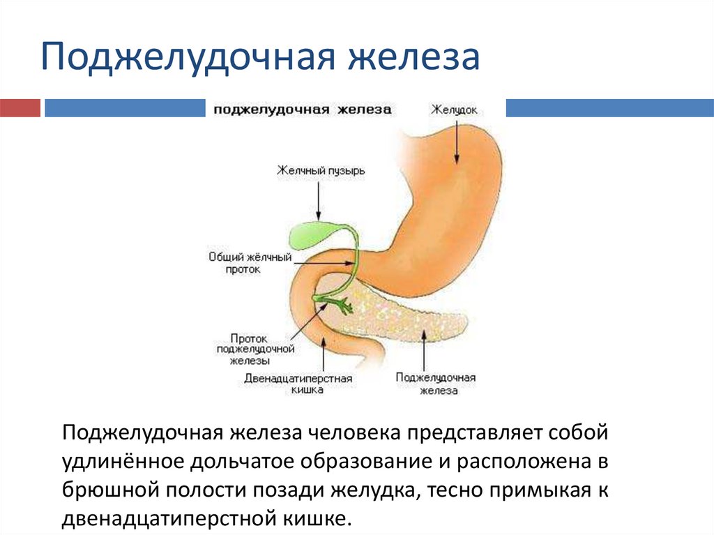 Какие функции выполняет желчь и поджелудочная. Эктопическая поджелудочная железа. Поджелудочная желелеза. Поджелудочная железа pancreas. Строение поджелудочной железы человека.