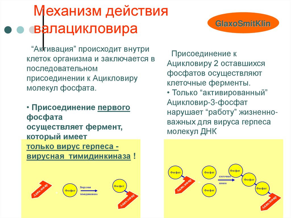 Супрессивная терапия валацикловиром схема