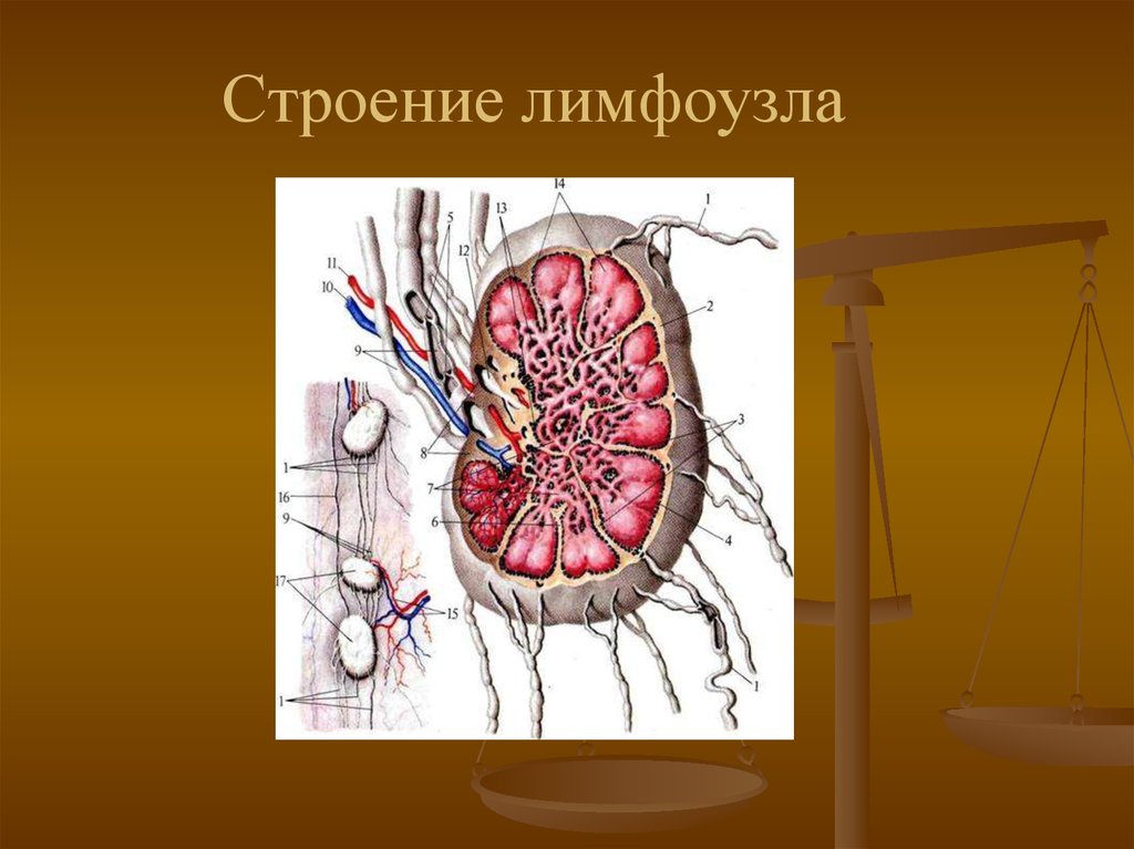 Сердце лимфатические сосуды