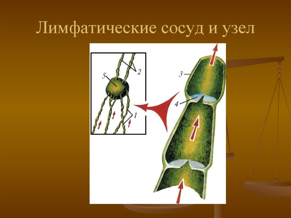 Лимфатический сосуд рисунок