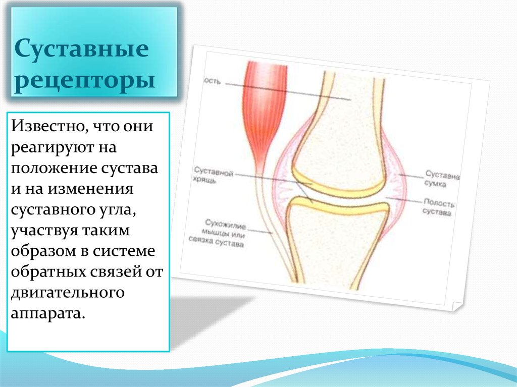 Рецепторы двигательного. Мышечная и суставная рецепция физиология. Суставные рецепторы Пачини. Мышечные и суставные рецепторы. Мышечная и суставная рецепция (проприорецепция)..