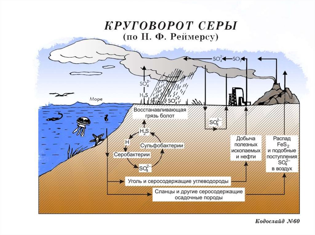 Биогеохимический цикл фосфора схема и описание