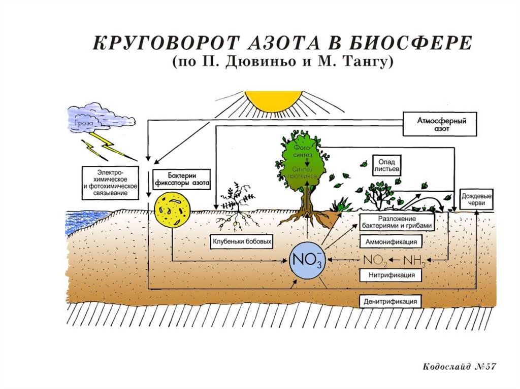 Опишите круговорот азота в природе. Круговорот азота в биосфере. Круговорот веществ в биосфере азот. Круговорот азота в биосфере схема. Круговорот углерода биосфере.биология 10 класс.