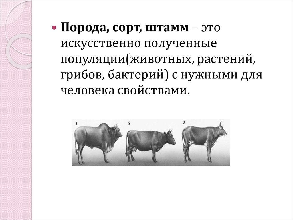 Порода это класс биология. Селекция сорт порода штамм. Что такое сорт и порода. Порода, сорт,штамэто в биологии. Сорт порода штамм это в биологии.