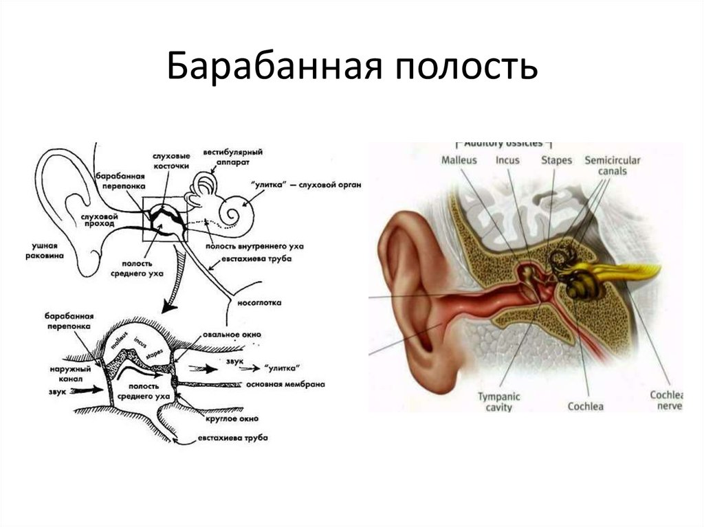 Имеется внутреннее ухо и среднее ухо. Строение среднего уха стенки. Строение уха барабанная полость. Барабанная полость среднего уха схема.