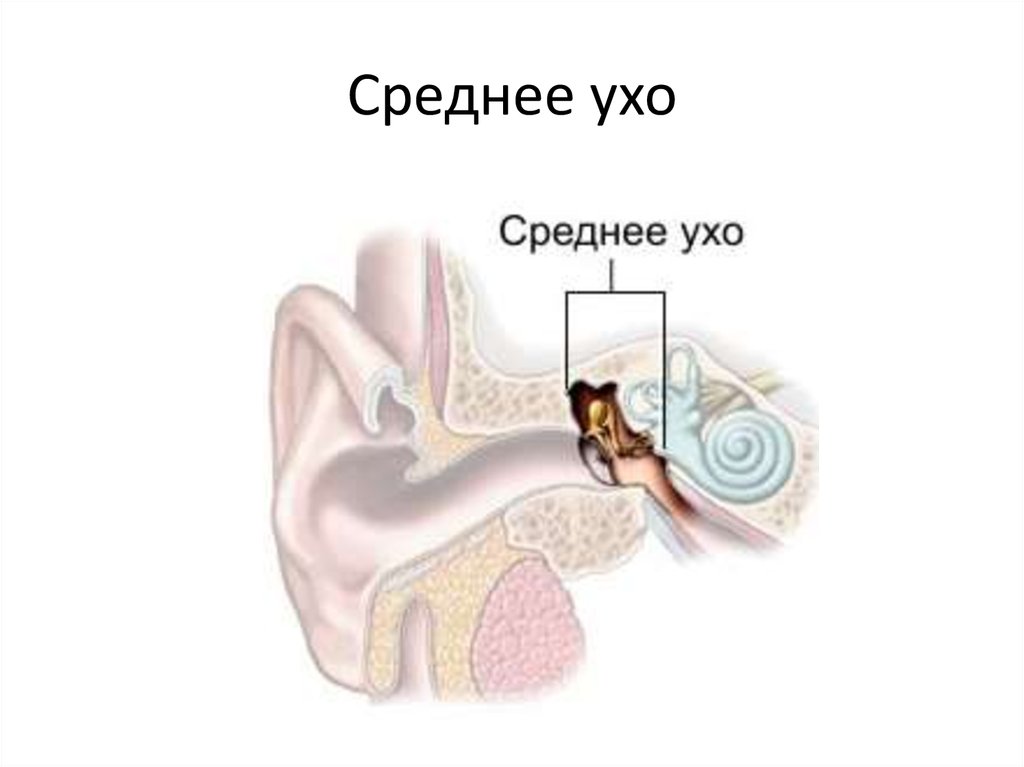 Ухо человека расположено в полости кости. Среднее ухо барабанная полость. Строение среднего уха. Среднеу Хо. Анатомия среднего уха.