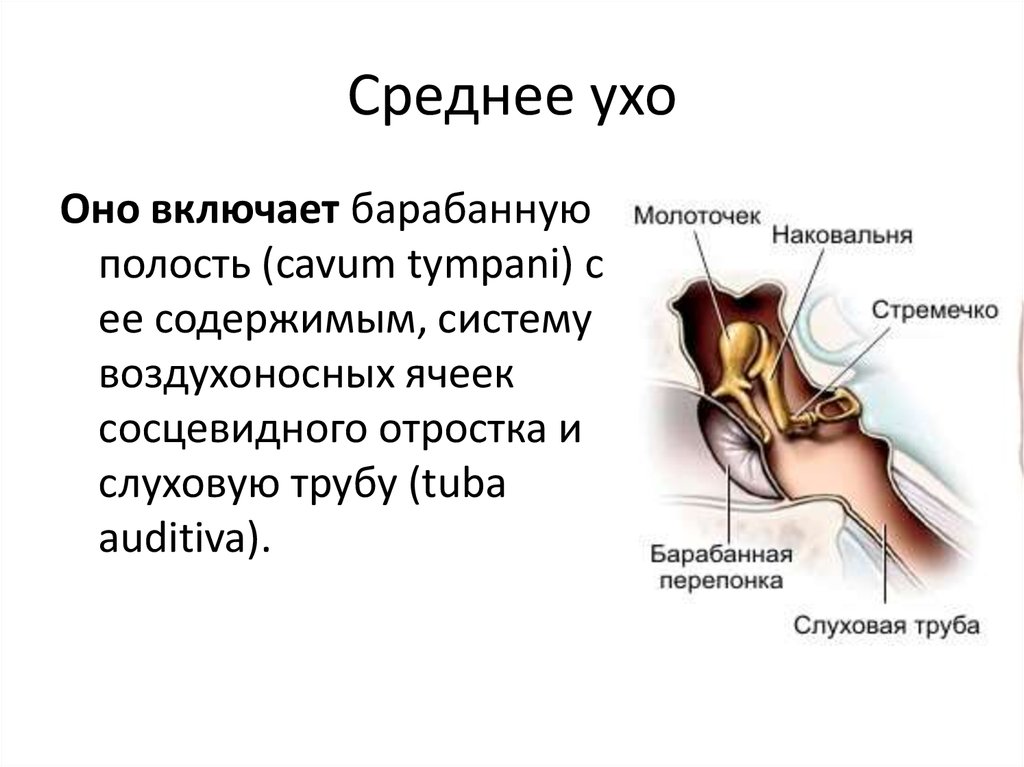 В среднем ухе расположены молоточек. Строение полости среднего уха. К структурам среднего уха относят. Анатомические структуры среднего уха. Среднее ухо человека состоит.