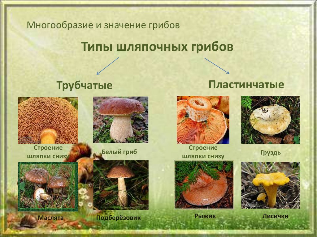 Шляпочные грибы многоклеточные. Классификация грибов Шляпочные пластинчатые трубчатые. Шляпочные трубчатые. Типы грибов трубчатые пластинчатые. Шляпочные пластинчатые грибы съедобные.