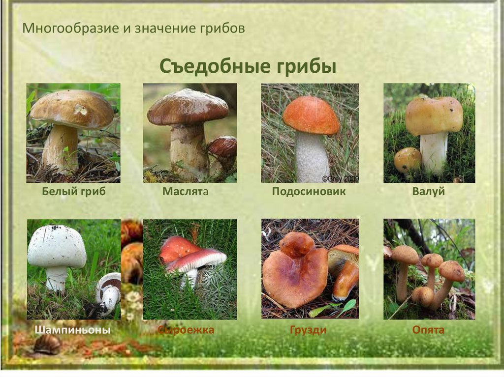 Сколько классов грибов. Съедобные грибы. Разнообразие съедобных грибов. Грибы: съедобные и несъедобные. Многообразие и значение грибов.