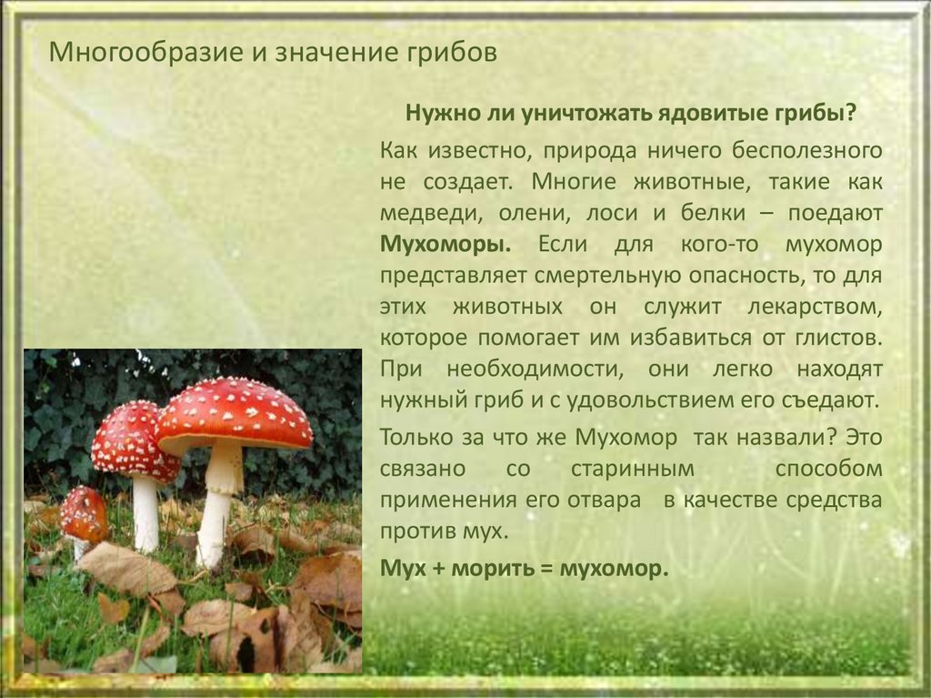 Почему грибы считают. Шляпочные грибы ядовитые грибы. Мухомор ядовитый гриб. Опасный гриб мухомор. Чем полезны ядовитые грибы.