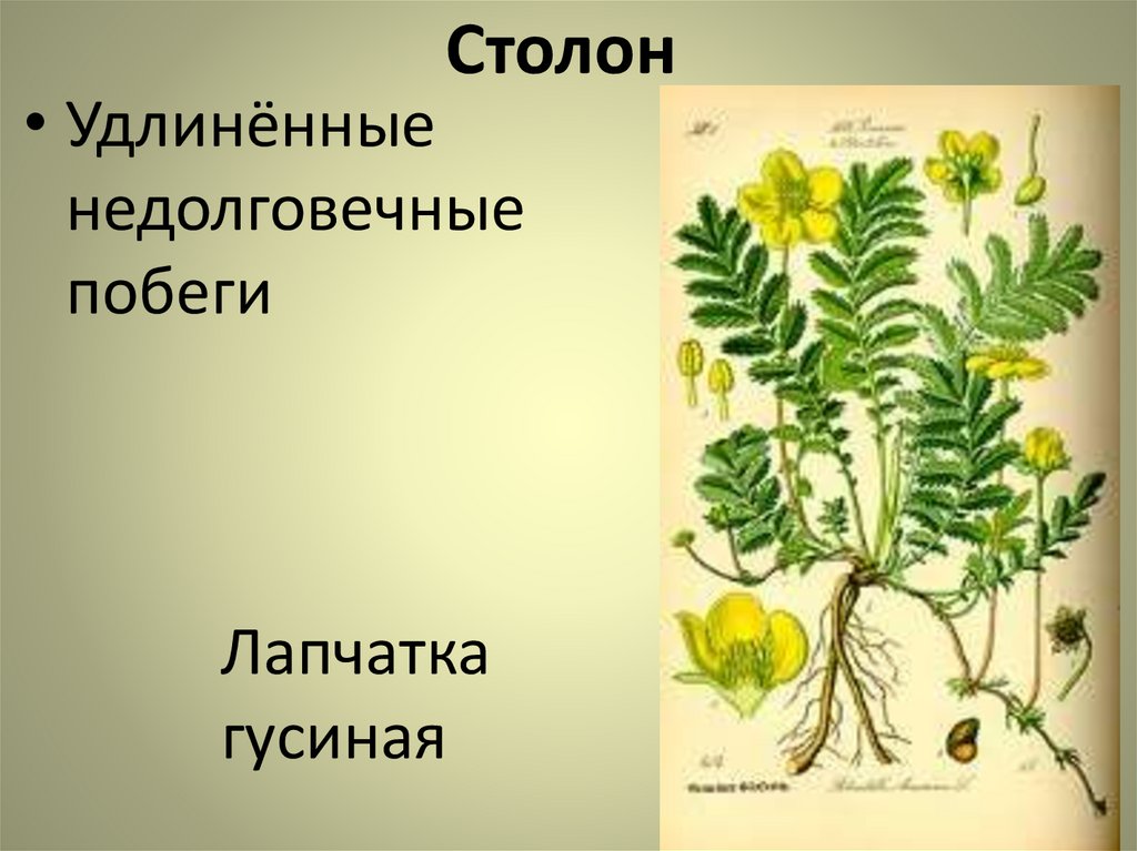 Столон. Лапчатка гусиная побег. Лапчатка гусиная видоизменение побега. Лапчатка гусиная размножение. Лапчатка гусиная строение.