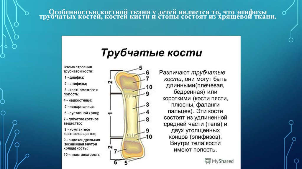 Пластина роста. Схема длинной трубчатой кости взрослого человека и ребенка. Трубчатые кости особенности. Строение трубчатых костей у детей. Трубчатая кость строение.