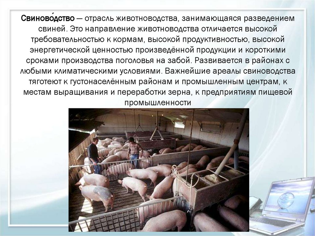 Получение продукции животноводства 8 класс. Технология производства свиней. Отрасли животноводства. Свиноводство направление животноводства. Сельское хозяйство свиноводство.