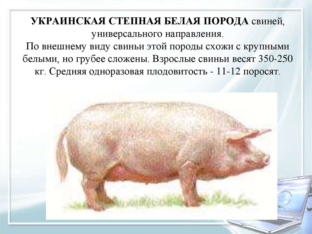 Какие виды свиней. Украинская Степная белая. Украинская Степная белая порода свиней. Небольшие породы свиней. Украинская Степная порода свиней характеристика.