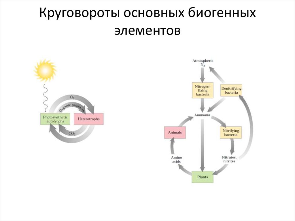 Схемы круговоротов химических элементов