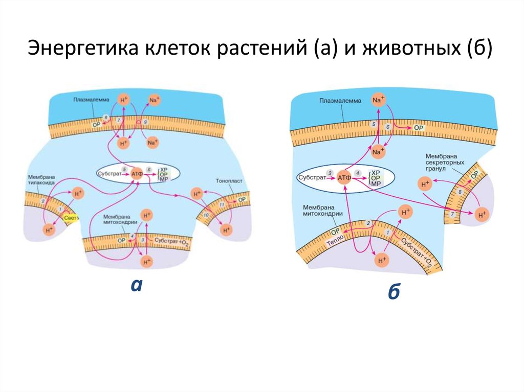 Энергетическая клетка