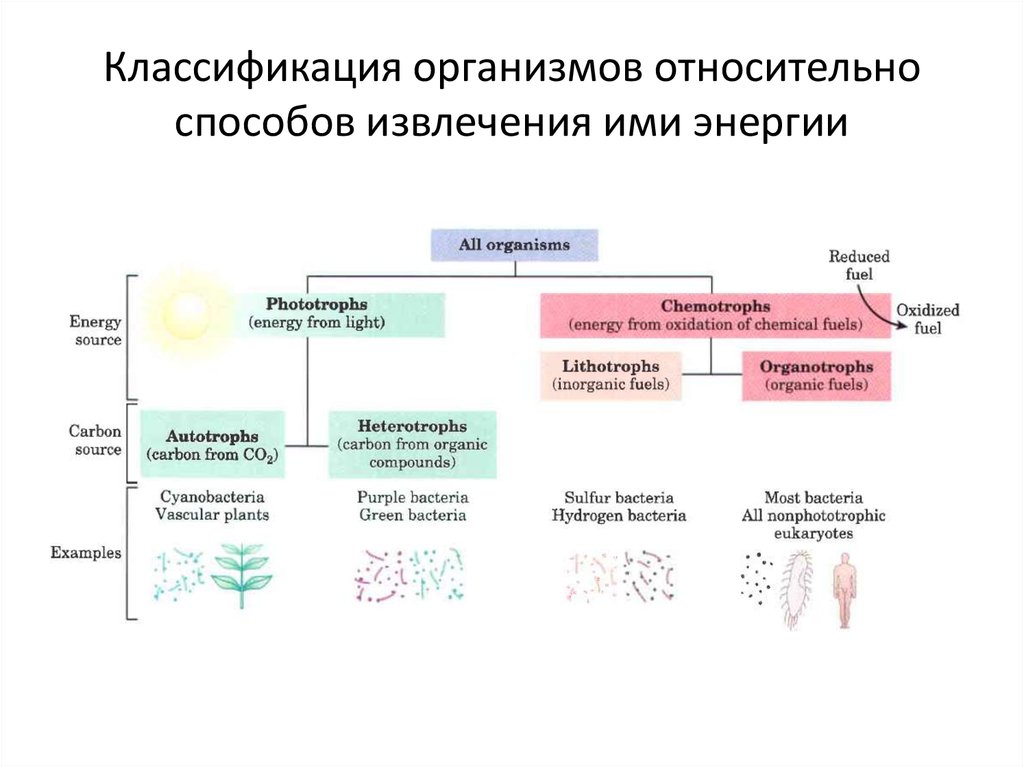 Презентация разнообразие организмов и их классификация. Классификация организмов по источникам углерода и энергии. Принципы классификации живых организмов. Принцип современной классификации живых организмов. Классификация организмов по источнику энергии.