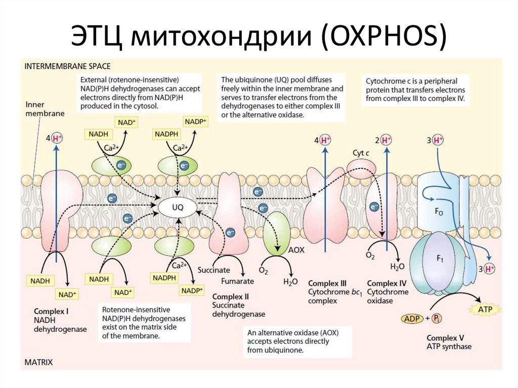 ЭТЦ митохондрии (OXPHOS)