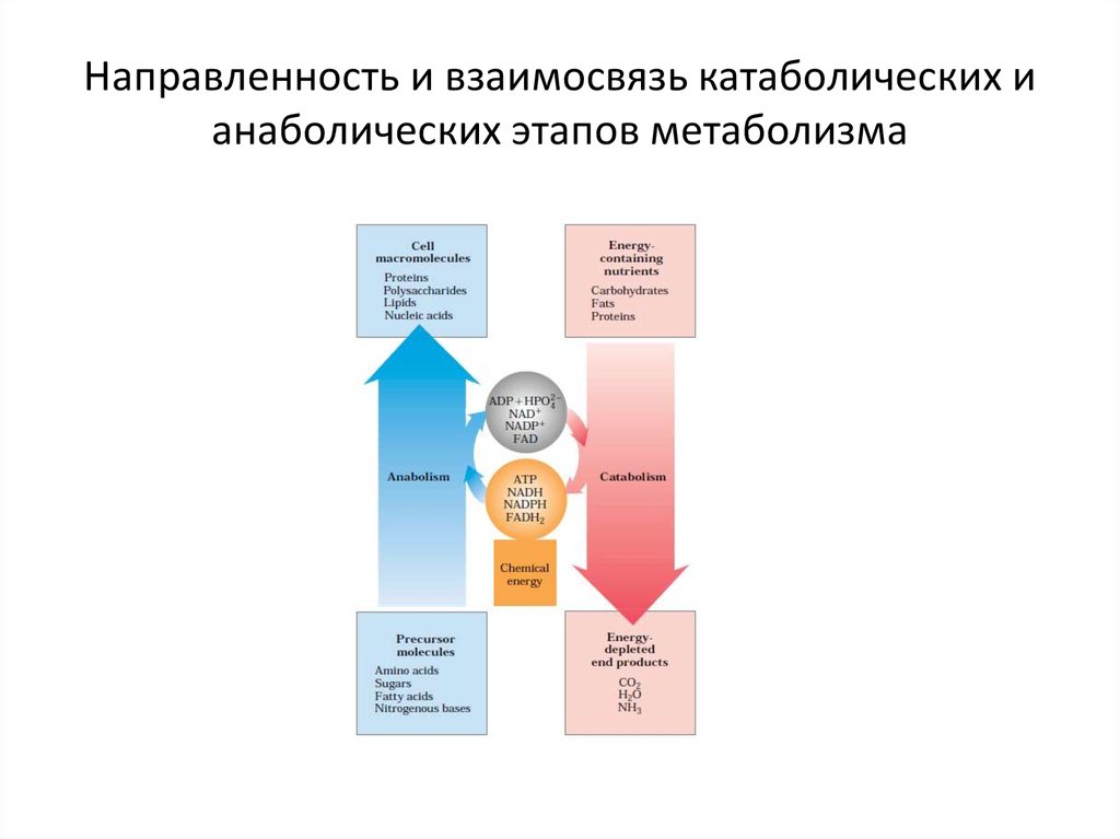 Направленность и взаимосвязь катаболических и анаболических этапов метаболизма