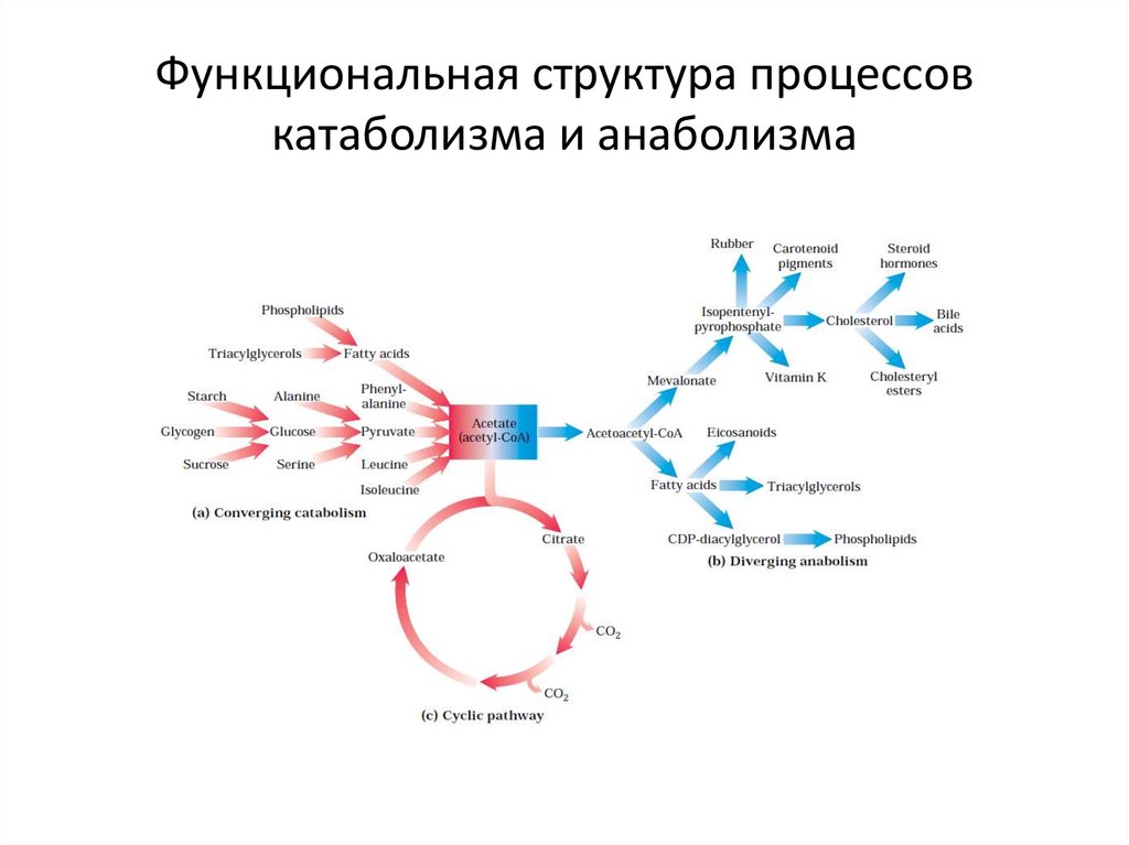 Схема анаболизма и катаболизма