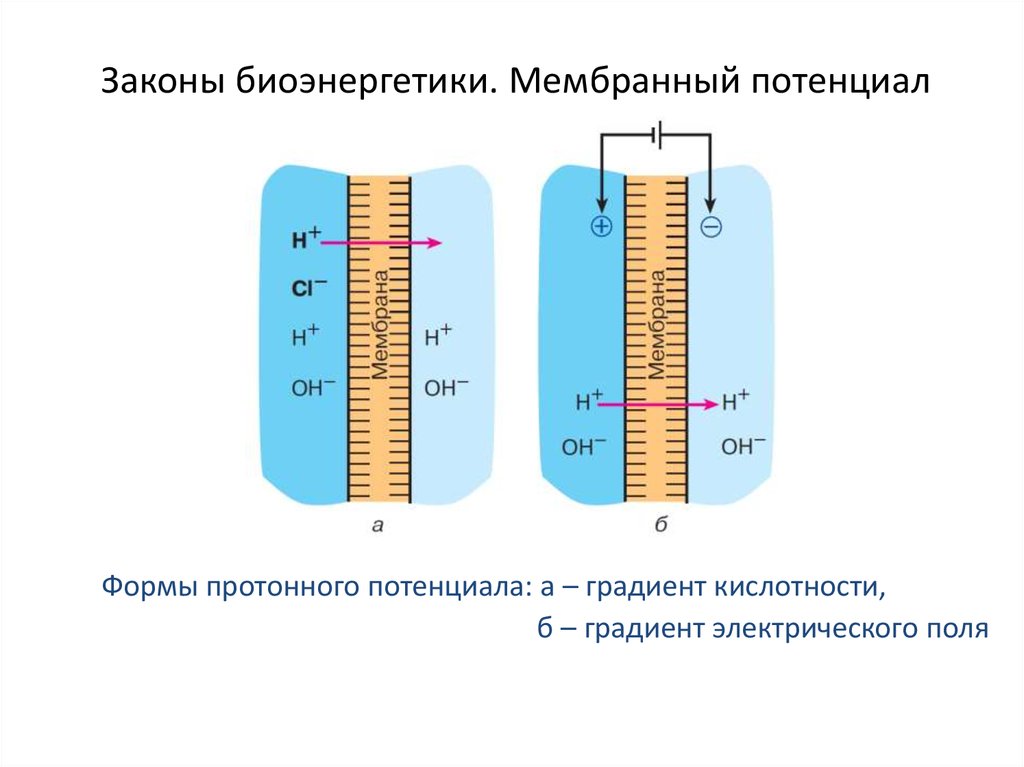 Законы биоэнергетики. Мембранный потенциал