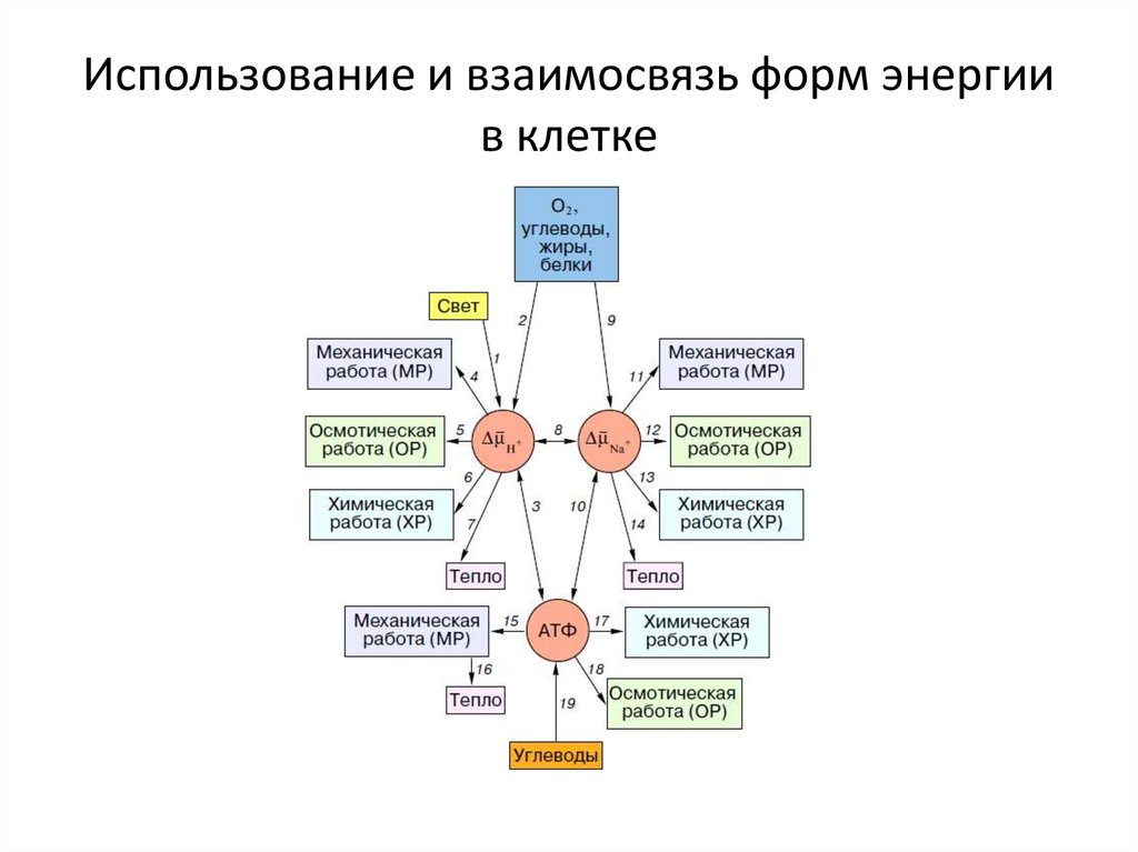 Формы энергии