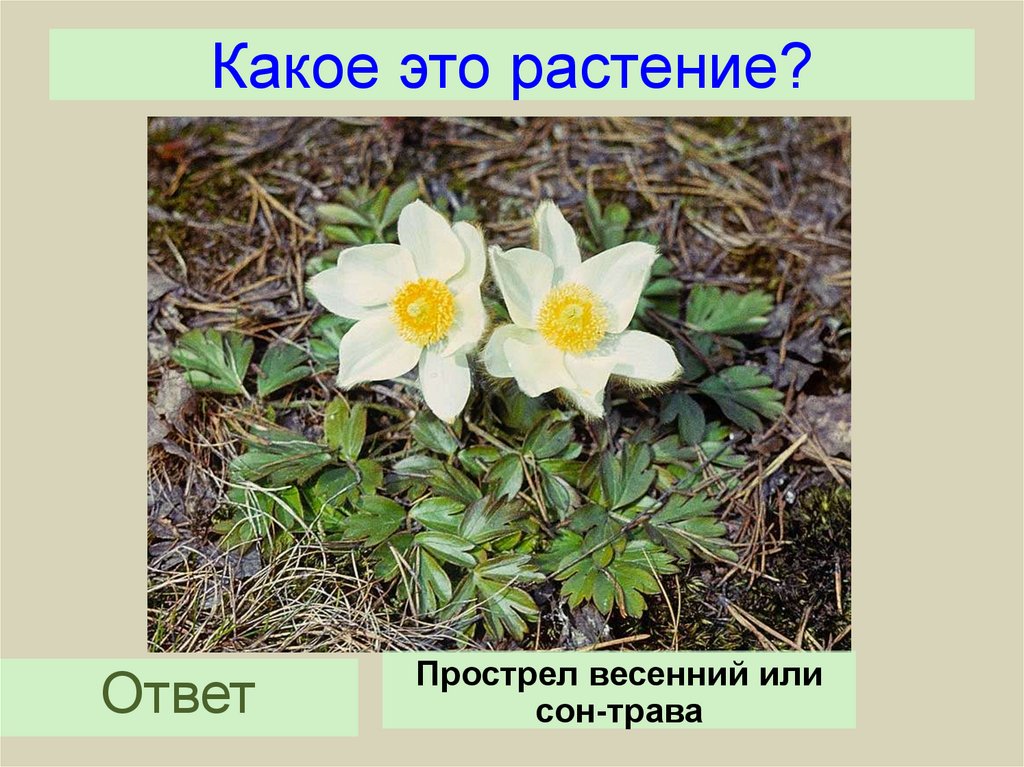 Определение растений по фотографии онлайн бесплатно без регистрации и смс