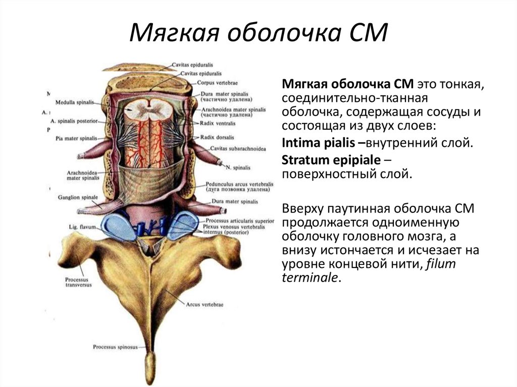 Мягкая оболочка спинного. Оболочки спинного мозга медунивер. Строение спинного мозга оболочки спинного мозга. Оболочки и МЕЖОБОЛОЧЕЧНЫЕ пространства головного и спинного мозга. Оболочки и МЕЖОБОЛОЧЕЧНЫЕ пространства спинного мозга анатомия.