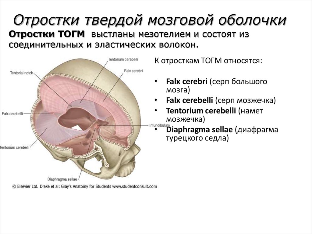 Длинные отростки головного мозга. Отростки твердой мозговой оболочки. Строение твердой мозговой оболочки. Твердая мозговая оболочка намет мозжечка. Производные твердой мозговой оболочки головного.