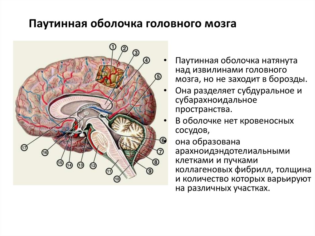 Головной мозг покрыт оболочками