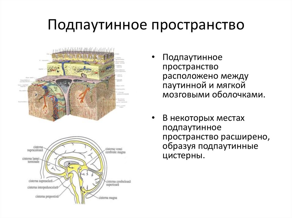 Признаки расширения субарахноидального пространства. Спинной мозг строение субарахноидальное пространство. Подпаутинное пространство оболочки головного мозга. Оболочки спинного мозга ликвор. Подпаутинное пространство спинного мозга цистерны.
